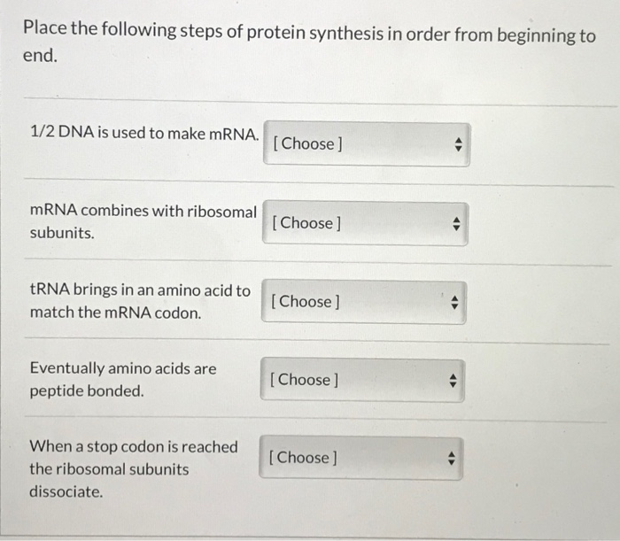 Solved Place the following steps of protein synthesis in | Chegg.com