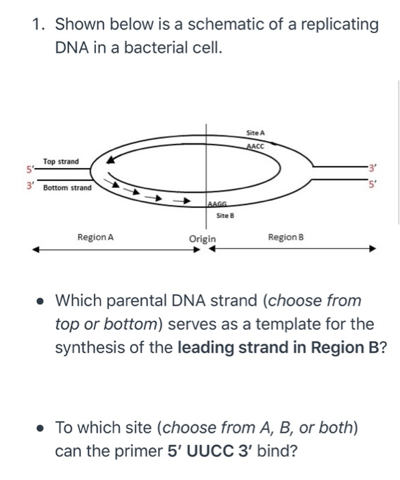 Solved 1. Shown below is a schematic of a replicating DNA in | Chegg.com