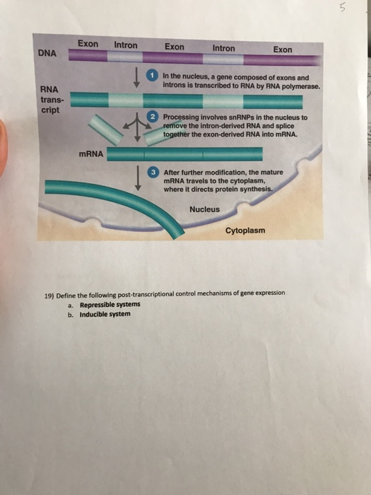 Solved For the figure; 18)a. What step of the central dogma | Chegg.com
