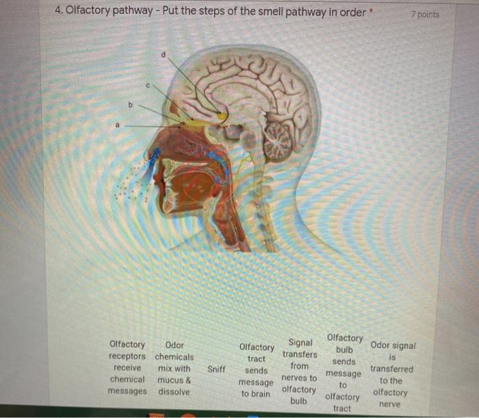 Solved 4. Olfactory pathway - Put the steps of the smell | Chegg.com