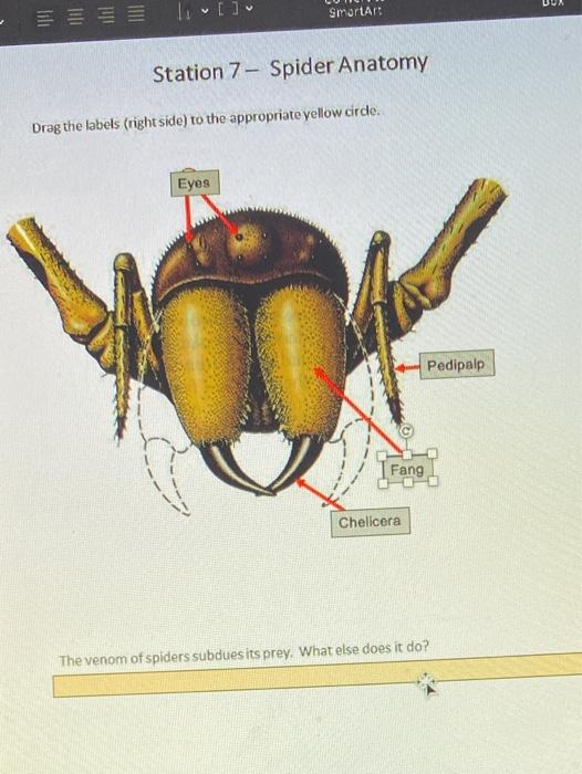 Spider Anatomy Flashcards