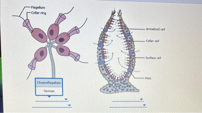 Solved 1. Connection between animals and protists All | Chegg.com