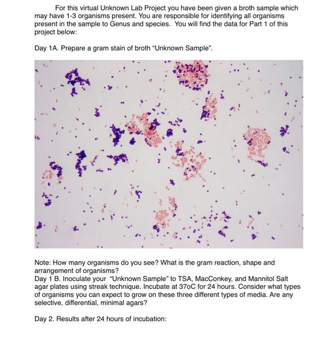 Solved Day 1. A prepare a gram stain of broth unknown sample | Chegg.com