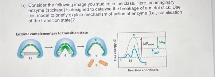 Solved b) Consider the following image you studied in the | Chegg.com