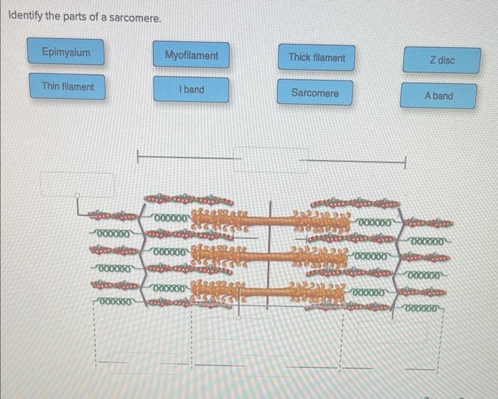 Identify the parts of a sarcomere.
Epimysium
Thin filament
T
Myofilament
I band
000000
000000 s
00000
boom 00000
568
????????