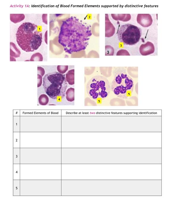 solved-activity-1a-identification-of-blood-formed-elements-chegg