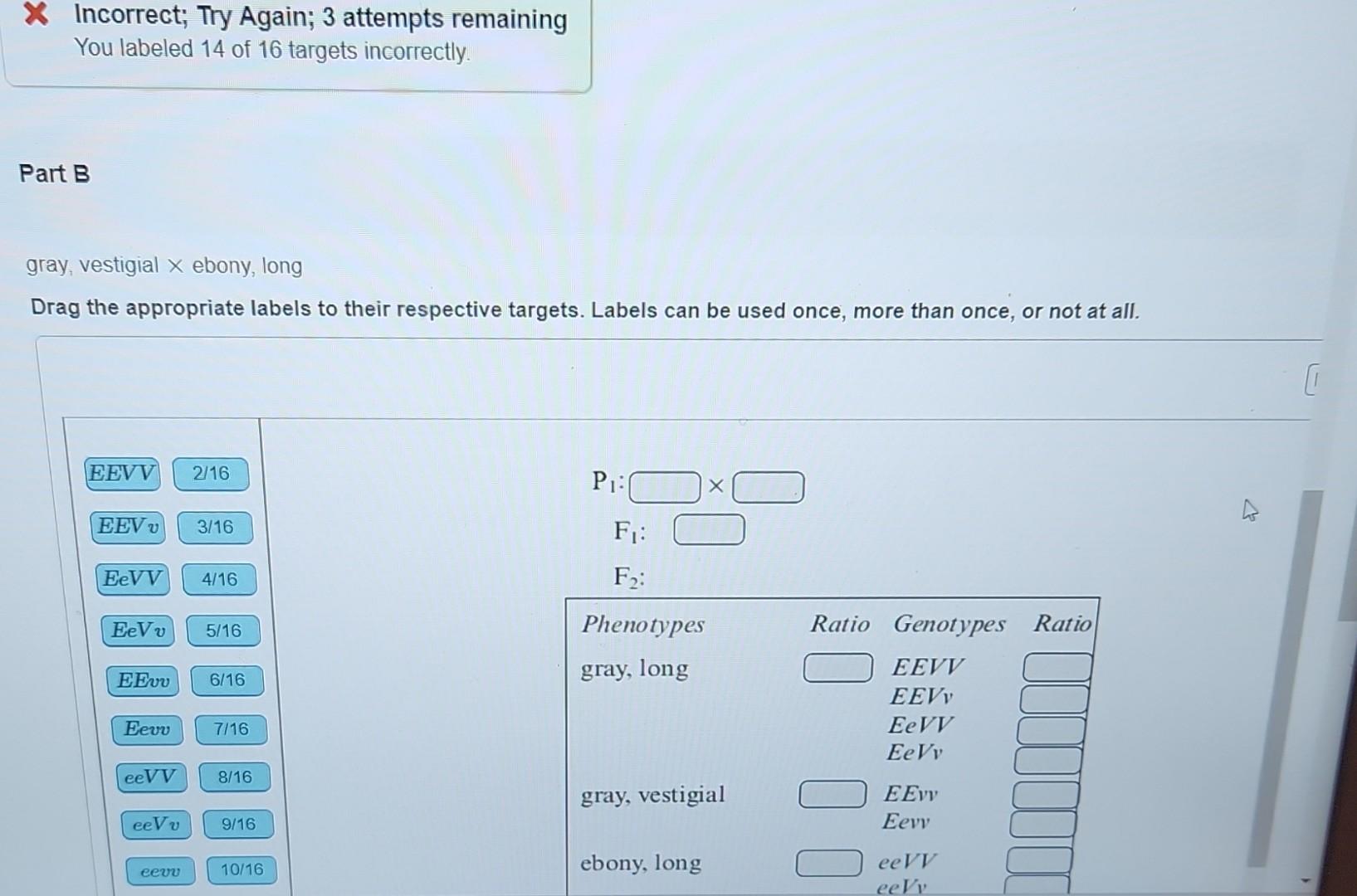 Solved In Drosophila, gray body color is dominant over ebony | Chegg.com