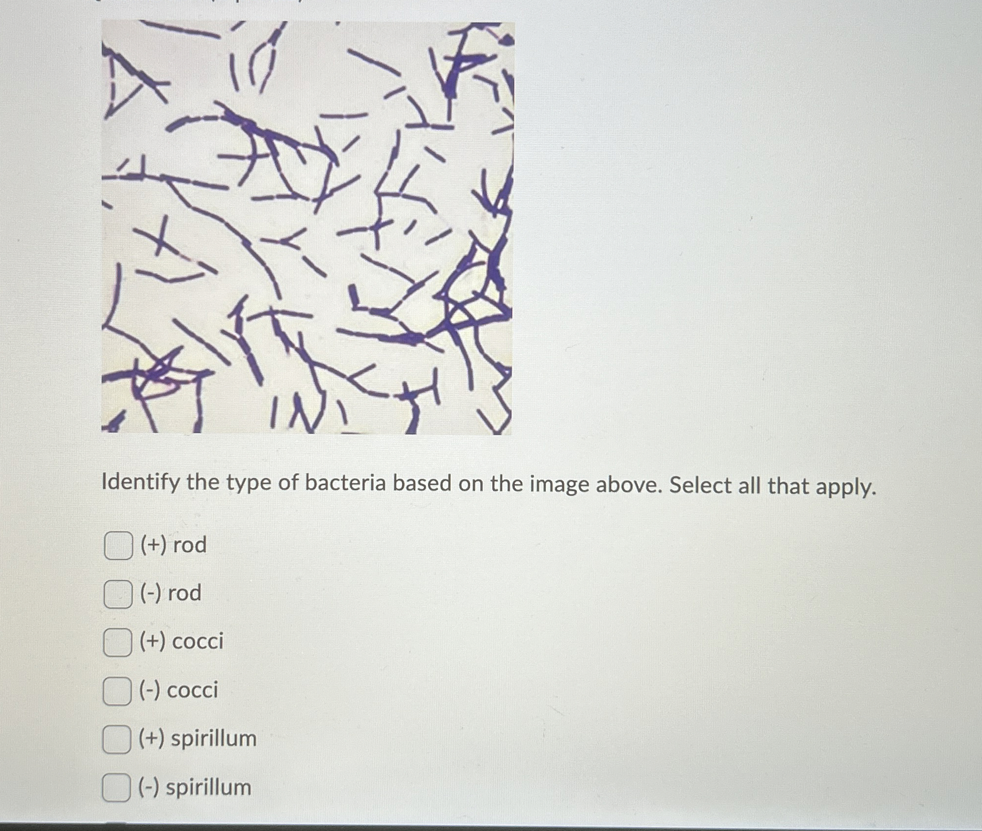 Solved Identify the type of bacteria based on the image | Chegg.com
