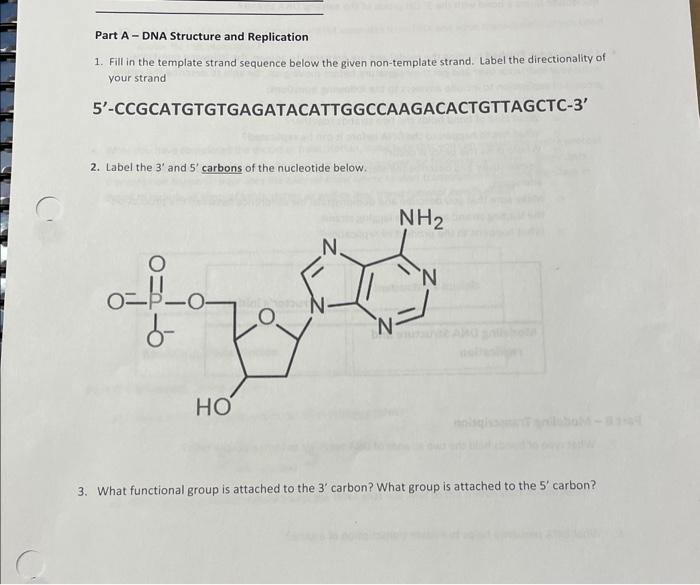 Solved Part A - DNA Structure and Replication 1. Fill in the | Chegg.com