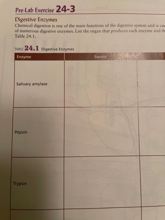 Solved PreLab Exercise 243 Digestive Enzymes Chemical