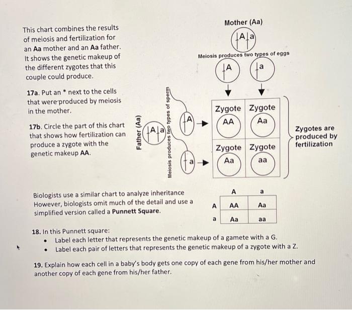 Solved This chart combines the results of meiosis and | Chegg.com