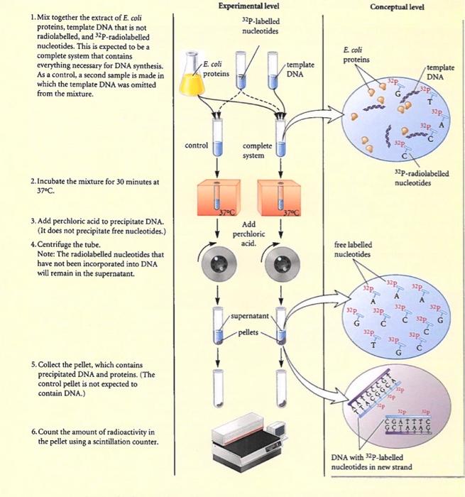 Solved 1. In step 1, what is the purpose of adding each | Chegg.com
