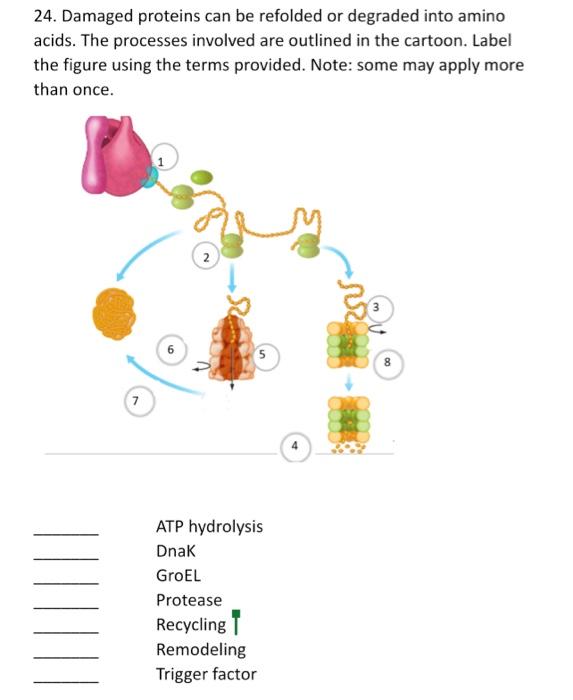 Solved 24. Damaged proteins can be refolded or degraded into | Chegg.com