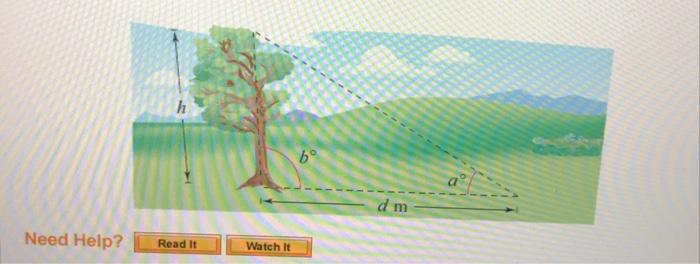Solved Because of prevailing winds, a tree grew so that it | Chegg.com