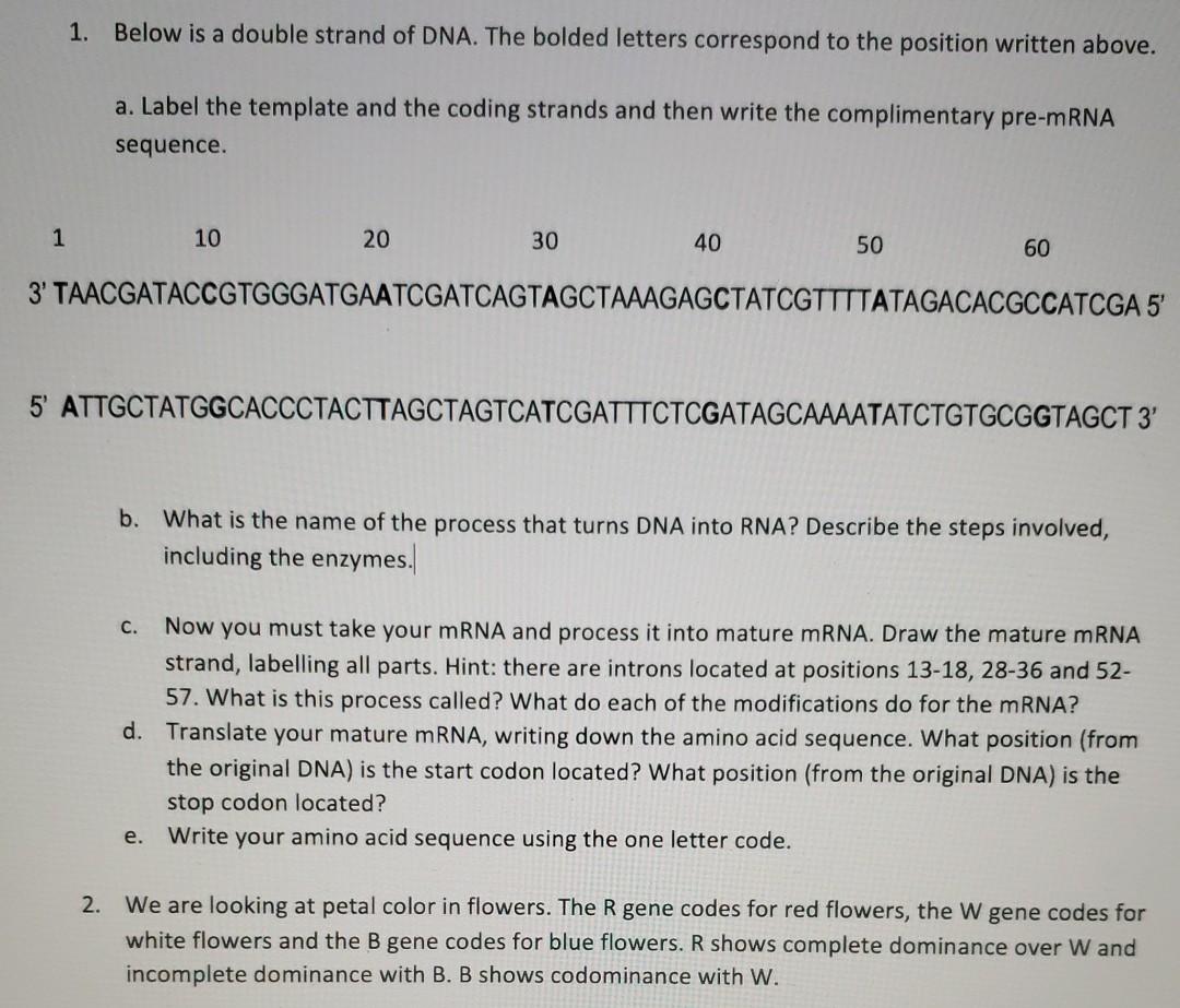 1. Below is a double strand of DNA. The bolded | Chegg.com