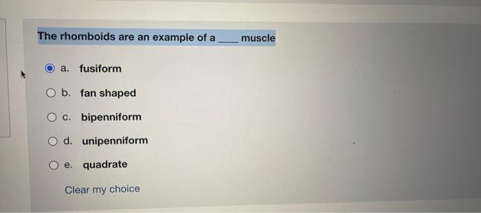 Solved The rhomboids are an example of a muscle a. fusiform | Chegg.com