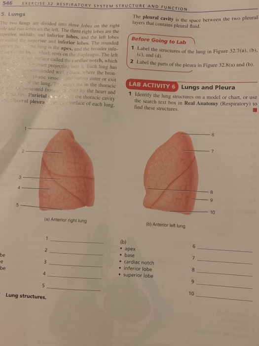 Solved 546 EXERCISE 32 RESPIRATORY SYSTEM STRUCTURE AND | Chegg.com