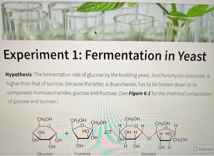 Solved Experiment 1 Fermentation in Yeast Hypothesis The