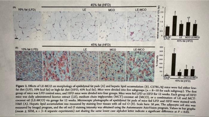 Figure 2. Effects of LE-MCO on morphology of epididymal fat pads (A) and hepatic lipid accumulation (B). CS7BL./6] mice were 