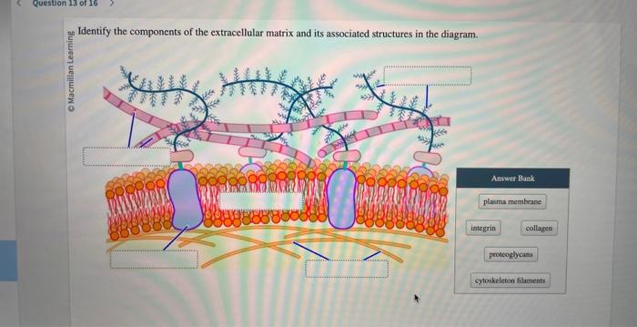 extracellular matrix components