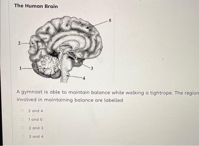 Solved The Human Brain A gymnast is able to maintain balance | Chegg.com