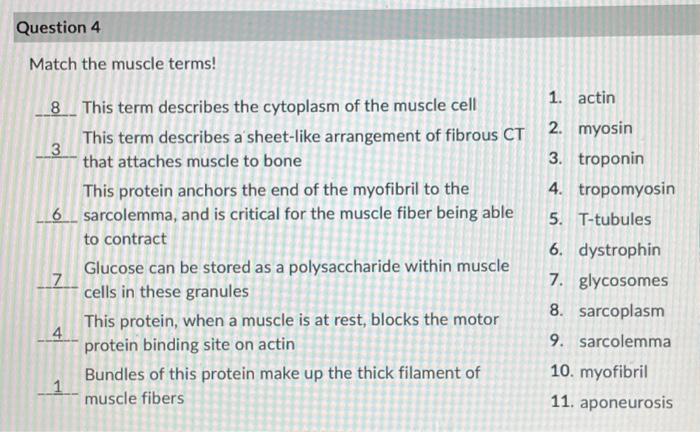 Solved Match the muscle terms! 8 This term describes the | Chegg.com