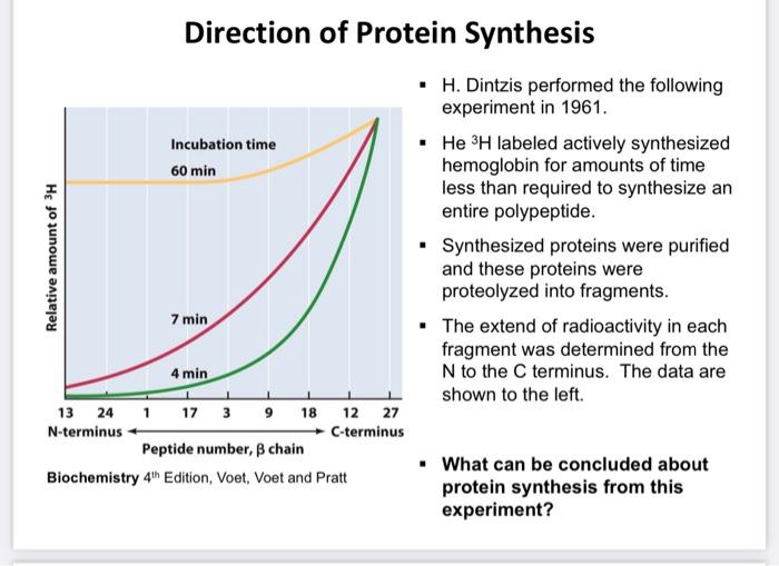 dintzis experiment