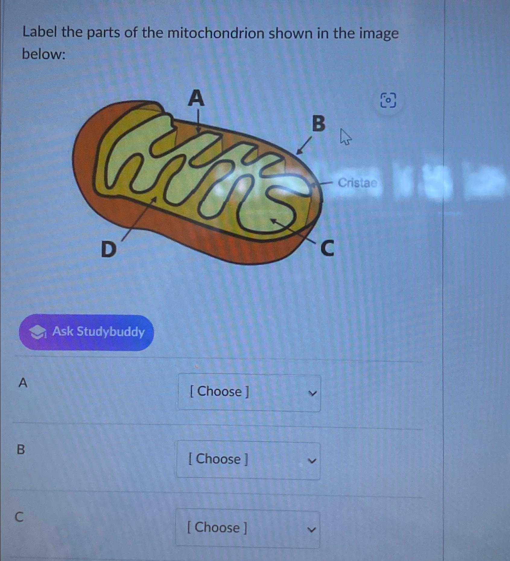 Solved Label the parts of the mitochondrion shown in the | Chegg.com