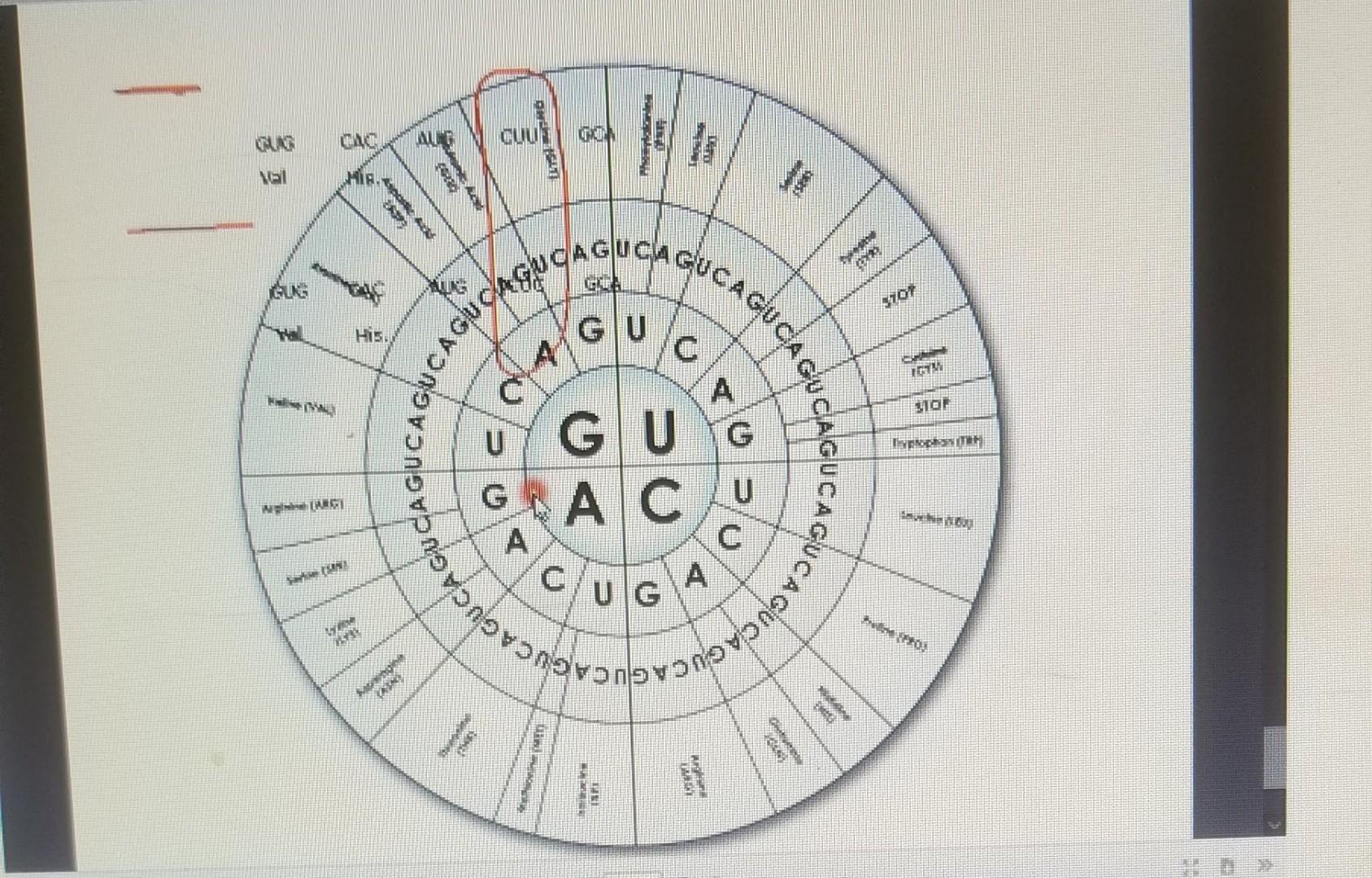 Solved QUESTIONS 1 Using The Amino Acid Numbers Provided Chegg