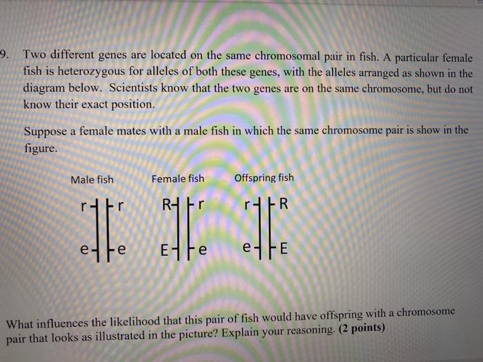 Solved -9. Two different genes are located on the same | Chegg.com