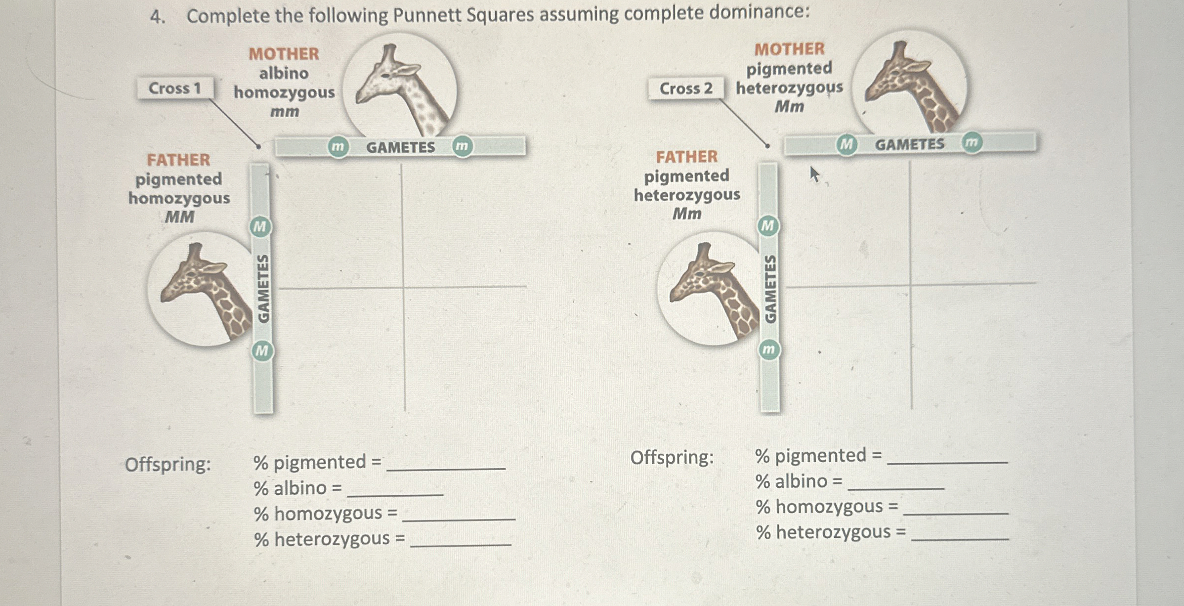 Solved Complete the following Punnett Squares assuming | Chegg.com