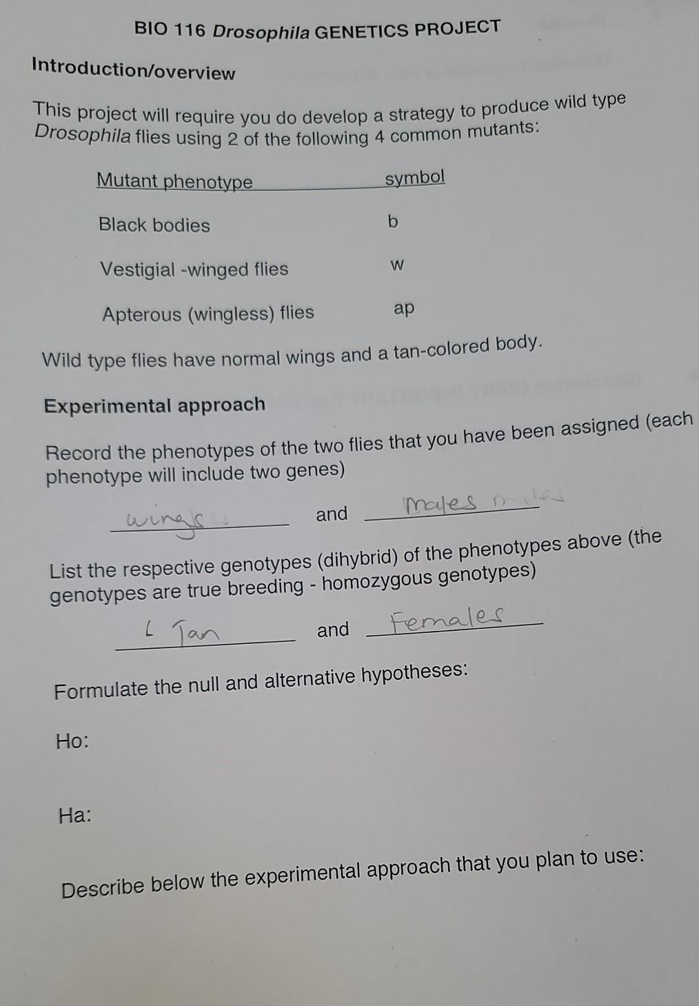 BIO 116 Drosophila GENETICS PROJECT | Chegg.com