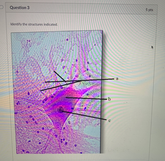 Solved Question 3 5 pts Identify the structures indicated. a | Chegg.com