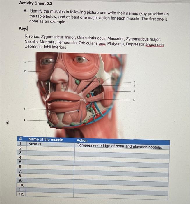 Solved Activity Sheet 5.2 A. Identify the muscles in Chegg