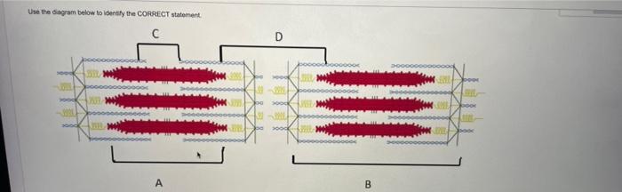 Solved Use the diagram below to identify the CORRECT | Chegg.com