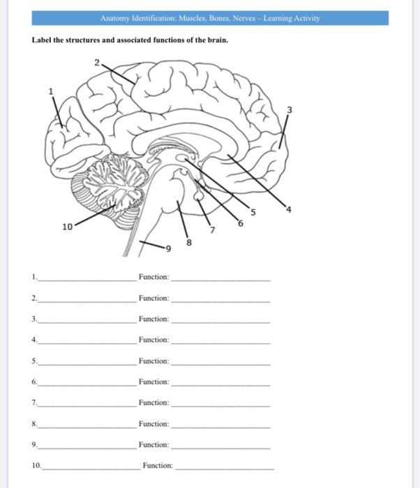 Solved Anatomy Identification: Muscles, Bones, Nerves - | Chegg.com