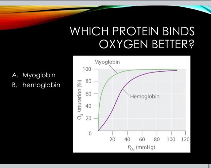 Solved WHICH PROTEIN BINDS OXYGEN BETTER? Myoglobin 100 A. | Chegg.com