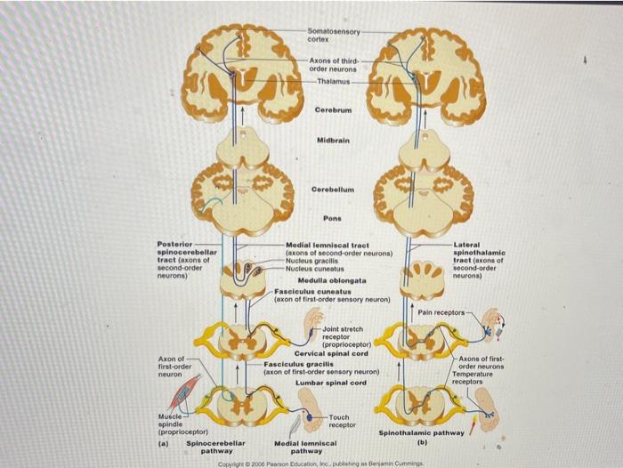 Somatosensory cortex Axons of third order neurons