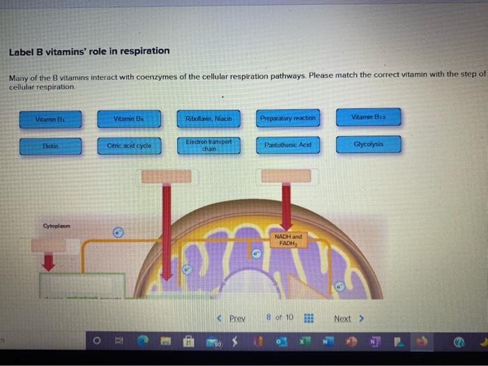 Label B Vitamins' Role In Respiration Many Of The B | Chegg.com