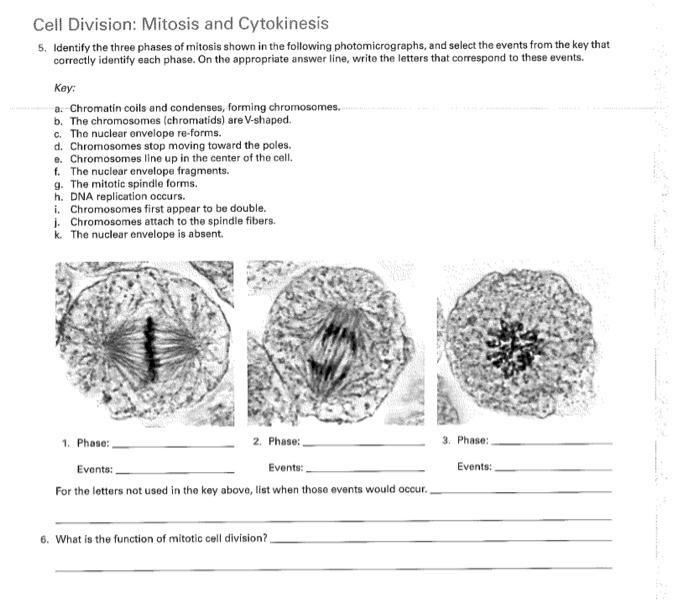 Solved Cell Division: Mitosis and Cytokinesis 5. Identify | Chegg.com