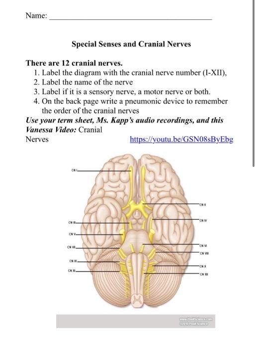 cranial nerves labeled diagram