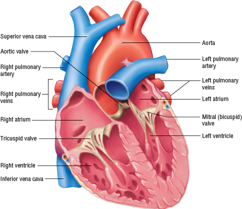 Label the parts of the heart using the image below.2. B... | Chegg.com