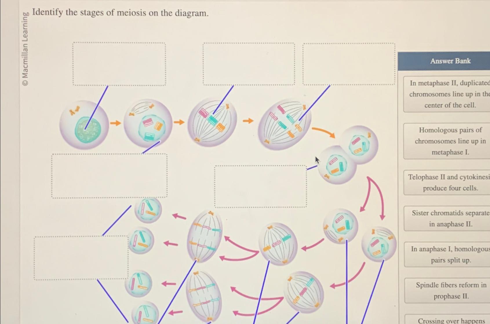Solved Identify the stages of meiosis on the diagram.Answer | Chegg.com