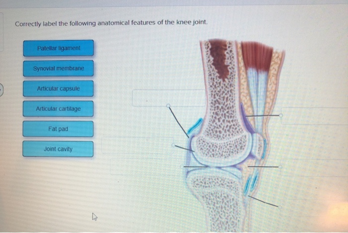 correctly label the following anatomical parts of a flat bone