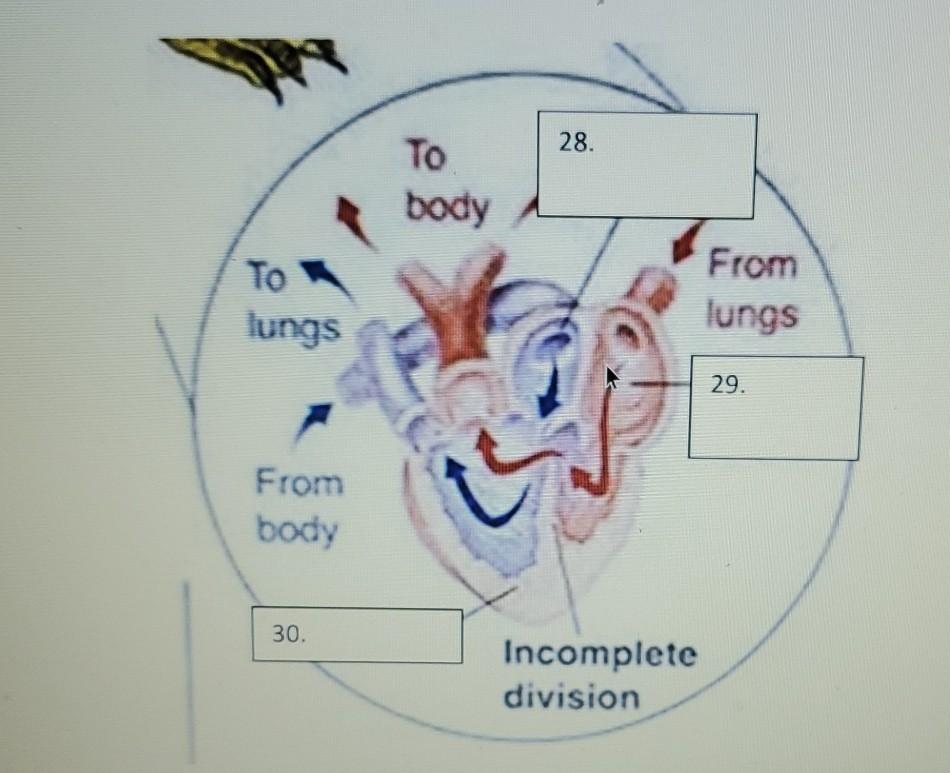28. Το body To lungs From lungs 29. From body 30. Incomplete division