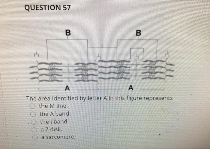 Solved QUESTION 57 B B Th A The Area Identified By Letter Chegg