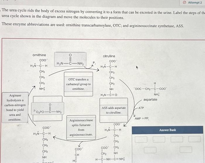 Solved The urea cycle rids the body of excess nitrogen by | Chegg.com