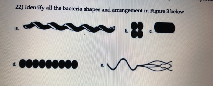 Solved 22) Identify all the bacteria shapes and arrangement | Chegg.com