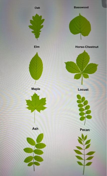 Solved determine the prinary features it each leaf and | Chegg.com