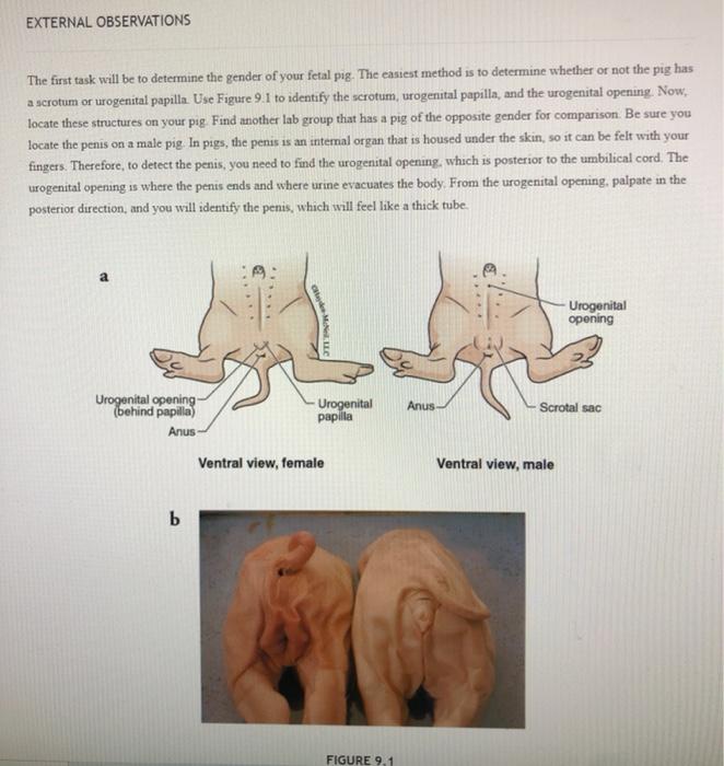 Solved EXTERNAL OBSERVATIONS The first task will be to